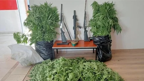 MERSİN’DE GİZLİ KENEVİR TARLASINA OPERASYON: SERA İÇİNDE 201 KÖK YETİŞMİŞ HİNT KENEVİRİ YAKALANDI!