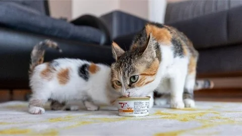 ALACA VE YAVRULARININ CAMİ AVLUSUNDA BAŞLAYAN HİKAYESİ SEVGİYLE DEVAM EDİYOR