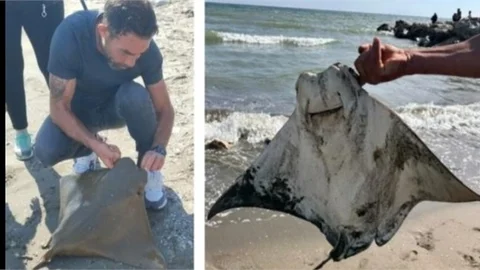 MERSİN'DE BALIKÇININ OLTASINA YAVRU VATOZ BALIĞI TAKILDI