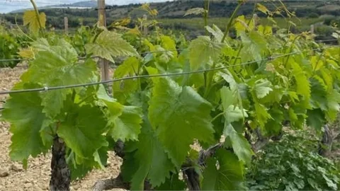 ASMA YAPRAĞI TEZGAHLARDA YERİNİ ALDI