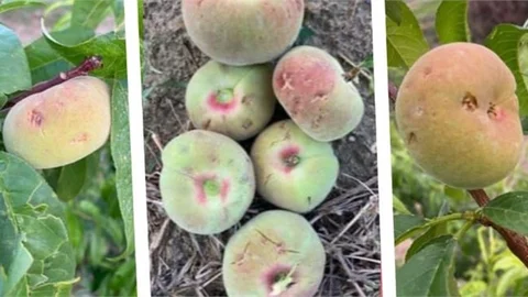 Dolu Felaketi: Çiftçiler Destek Bekliyor