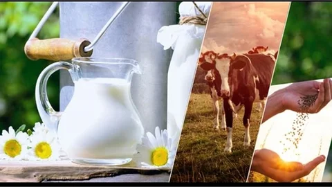 3 MİLYAR 91 MİLYON LİRALIK DESTEKLEME ÖDEMESİ HESAPLARA AKTARILIYOR