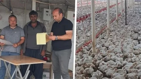 Tarsus'ta Ticari Etlik ve Yumurtacı İşletmelerine Denetim