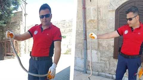 Hastane Bahçesinde Yılan Yakalandı
