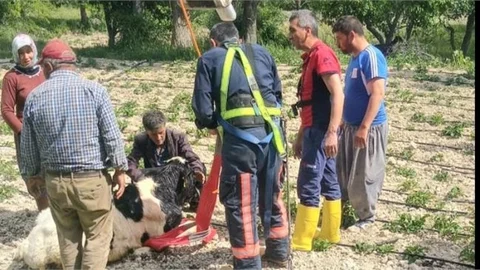 AHIRDAN KAÇAN DANA, SU KUYUSUNA DÜŞTÜ, İTFAİYE EKİPLERİ KURTARDI