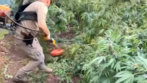 YERLİKAYA:"70 TON TOZ ESRAR MADDESİ ELDE EDİLEBİLECEK, 3 MİLYON 476 BİN ADET KÖK KENEVİR ELE GEÇİRİLDİ"