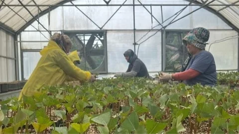 TARSUS'TA OKALİPTUS FİDAN ÜRETİMİNE GEÇİLDİ