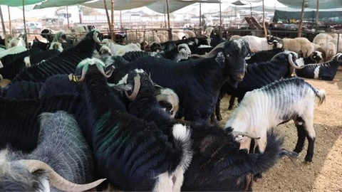 KURBAN BAYRAMI HAZIRLIKLARI TAMAMLANDI