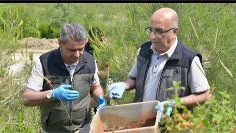 MERSİN ORMANLARINDA BİYOLOJİK MÜCADELE