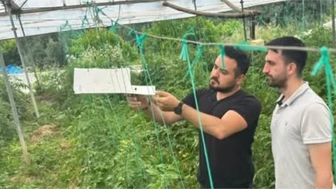 ÇAMLIYAYLA'DA AKDENİZ SİNEĞİ İLE MÜCADELE