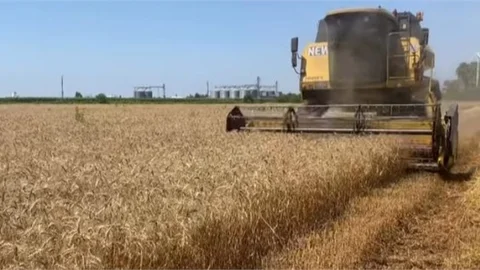 TARSUS'TA BUĞDAY HASADINA BAŞLANDI