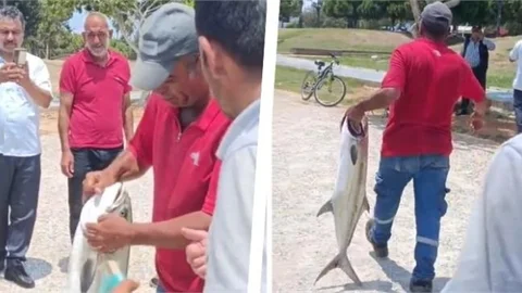 MERSİN ATATÜRK PARKINDA 50 KİLOLUL BALIK YAKALANDI