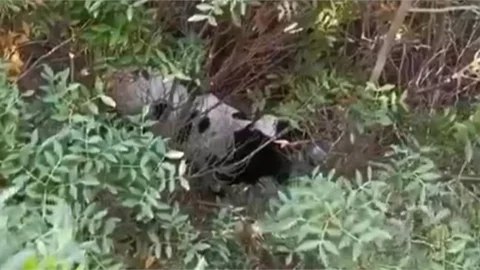 SAHİBINDEN KAÇAN KURBANLIK DANA KAMPÜSTE GÖRÜNTÜLENDİ