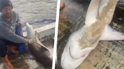 MERSİN'DE YAKALANAN KÖPEK BALIĞI DOĞAL ORTAMINA SALINDI