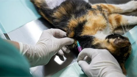 BÜYÜKŞEHİR’İN KISIRLAŞTIRMA MERKEZİ YOĞUN İLGİ GÖRÜYOR