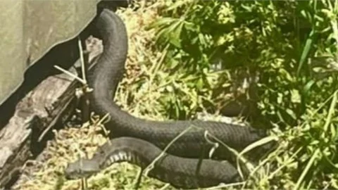 TARSUS YENİ MAHALLE'DE DEVASA YILAN MAHALLE HALKINI TEDİRGİN EDİYOR