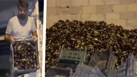 PARA ETMEYEN PATLICANLAR, HAYVANLARA KASA KASA YEM OLARAK DÖKÜLÜYOR