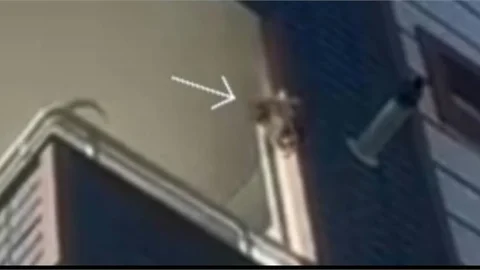 Tarsus’ta Kaçak Maymun