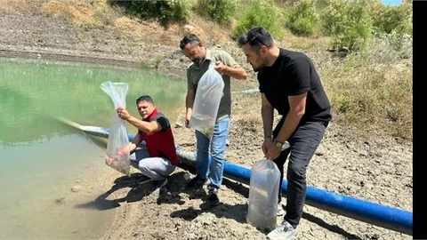 ÇAMLIYAYLA'DA KÖRMENLİK VE KÖMÜROCAĞI GÖLETLERİNE 33 BİN.YAVRU SAZAN BALIĞI BIRAKILDI