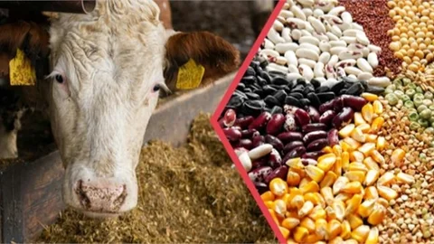 YAKLAŞIK 345 MİLYON LİRALIK TARIMSAL DESTEKLEME ÖDEMESİ HESAPLARA AKTARILIYOR