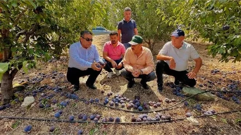 MEZİTLİ'DE FIRTINA DA ERİK BAHÇELERİ BÜYÜK ZARAR GÖRDÜ