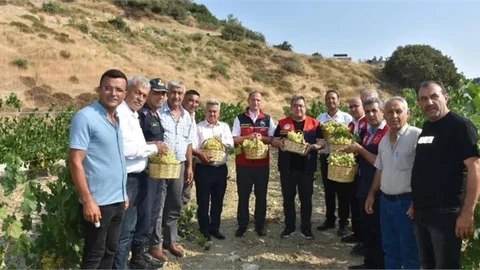 TARSUS'TA ÜZÜM HASADI