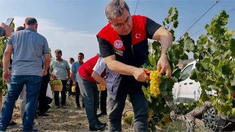 Tarsus Tarım Kampüsünde Üzüm Hasadı Coşkusu