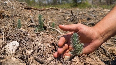 İZMİR DAĞLARI YENİDEN YEŞERİYOR