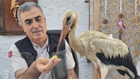 Yangından Kaçan Yaralı Leylek Anamur’da Koruma Altına Alındı