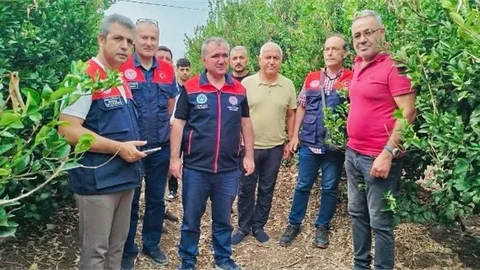 MERSİN'DE AKDENİZ SİNEĞİ İLE MÜCADELE ÇALIŞMASI