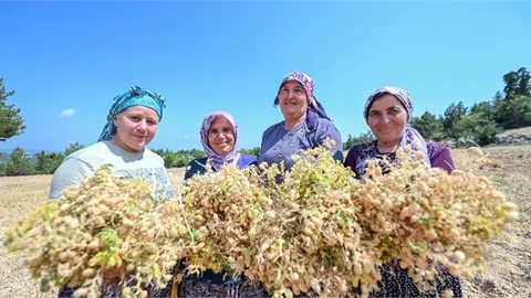Mersin Büyükşehir İle Atalık Tohumlar Geleceğe Taşınıyor