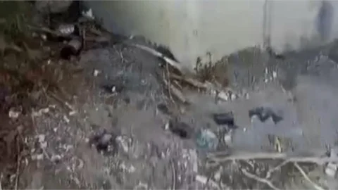 Mersin’de Kavurucu Sıcak Yarasaları Telef Etti