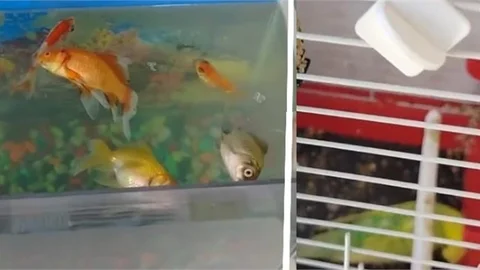 Elektrik Kesintisi Balıkları ve Kuşu Öldürdü