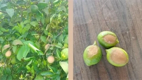 Aşırı Sıcaklar Limonu Yaktı