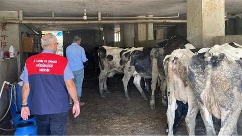 Mersin'de Şap Hastalığıyla Mücadele