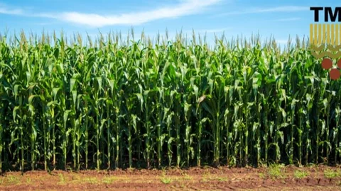 2025 Yılı Mısır Alım Fiyatları Belirlendi