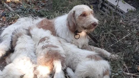 Çukura Düşen Yavru Köpeği Mersin Büyükşehir İtfaiyesi Kurtardı*