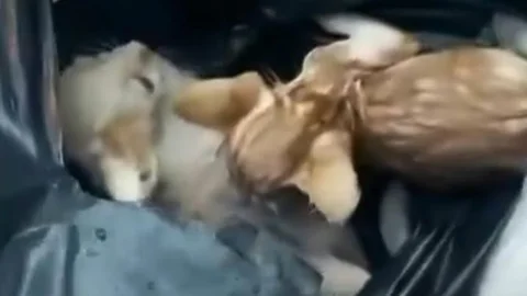 Mersin Yenişehir’de Poşete Konan Yavru Kediler Kurtarıldı