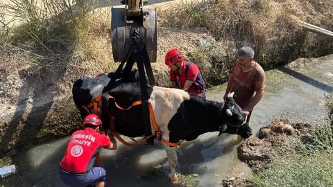 Sulama Kanalına Düşen İnek Mersin Büyükşehir İtfaiyesi Tarafından Kurtarıldı