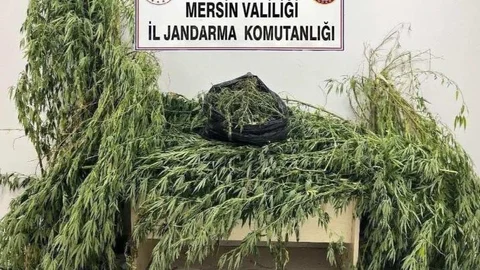 Jandarmadan Uyuşturucu Madde Operasyonu