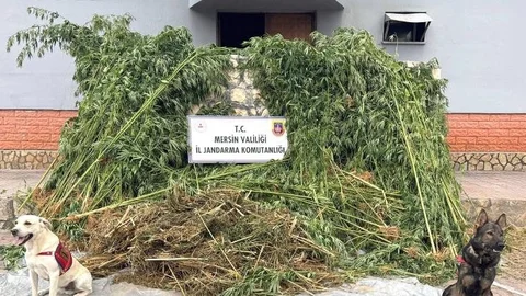 Mersin'de Jandarmadan Toroslar'da Uyuşturucu Madde Operasyonu