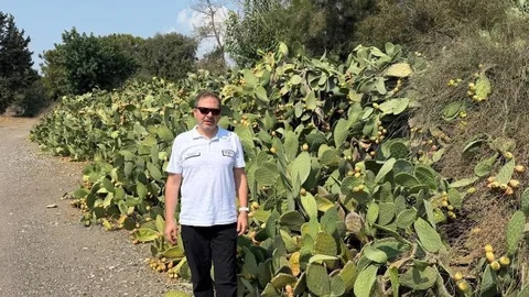 Mersin Alata'da Dikenli İncir Üretim Çalışması