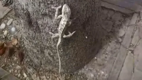 Tarsus Atatürk Parkında Nesli Tükenmekte Olan Bikalemun Görüntülendi
