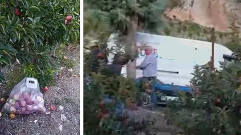 Mersin Mezitli Tepeköy’de Bahçede Meyve Hırsızı Yakalandı