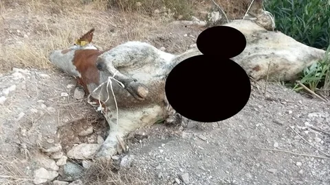 Mersin’de Dere Kenarında Şok Görüntü!