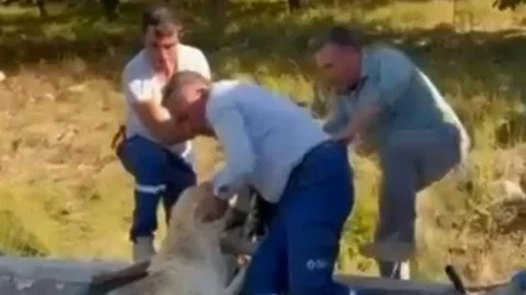 Mersin'de Havuza Düşen Köpek, Hayvansever Vatandaşlarca Çıkartıldı