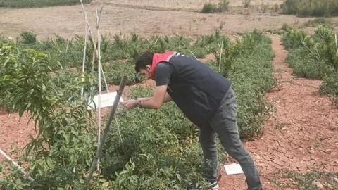 Çamlıyayla'da Dometes Güvesi ve Akdeniz Sineğiyle Mücadele Çalışması