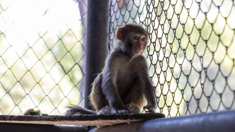 Şiddet Mağduru "Şeker", Büyükşehir Belediyesi’nin Korumasında
