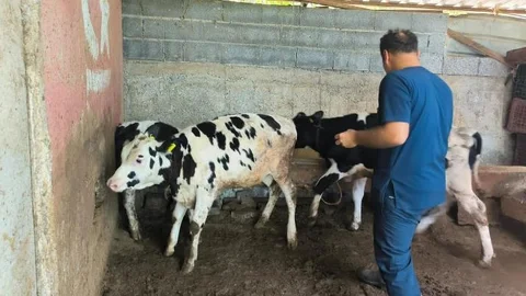 Çamlıyayla'da Şap Hastalığına Karşı Mücadeleyi Sıkı Tutuluyor