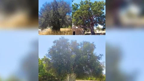 Mersin’de Anıt Ağaçlar İçin Vali Toros Başkanlığında Değerlendirme Toplantısı Yapıldı